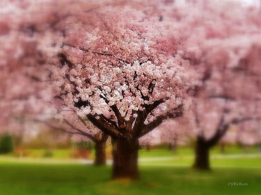 Dreaming Cherry Blossoms Photograph by Carmen Braun