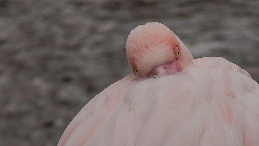 Dreaming Flamingo Photograph