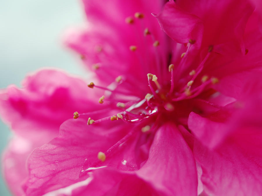 Flowers Still Life Photograph - Dreaming in Pink by Yuka Kato