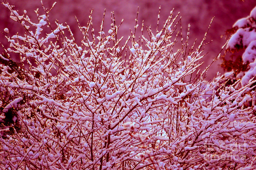 Dreaming in red - Winter Wonderland Photograph by Susanne Van Hulst