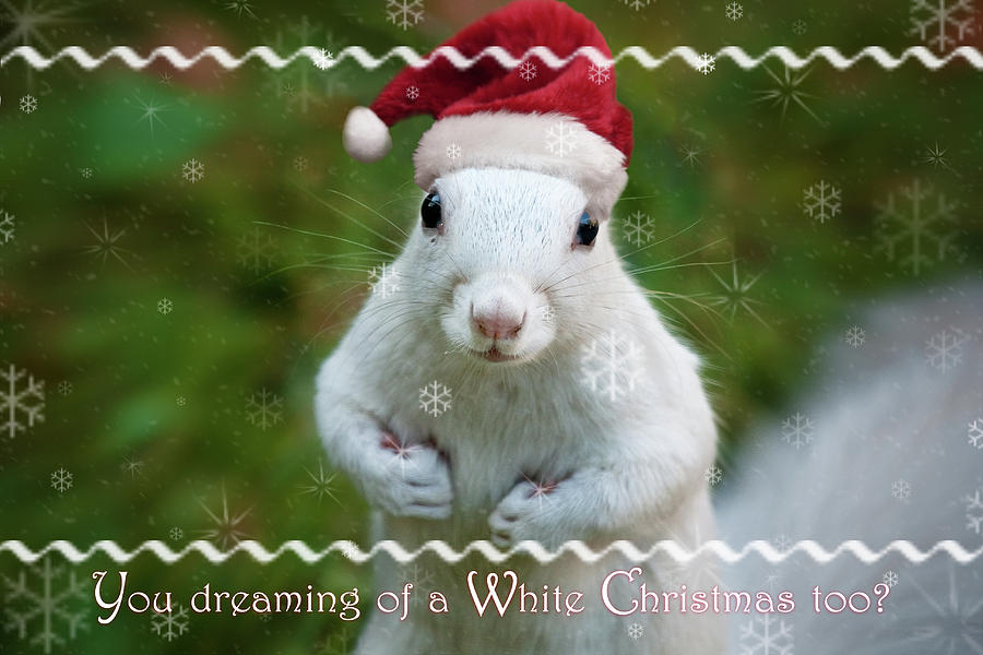 Dreaming of a White squirrel Christmas Photograph by Sylvia J Zarco