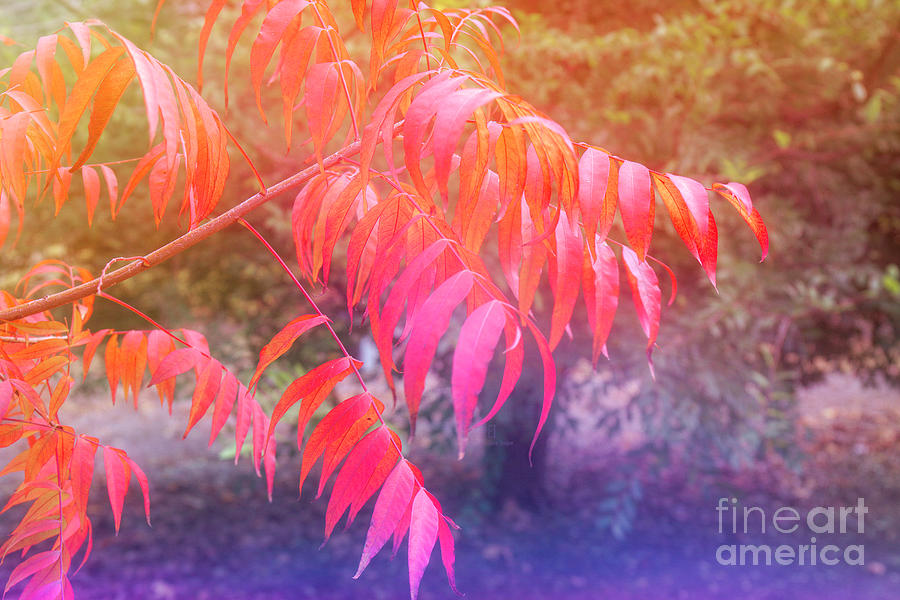 Dreaming of  Autumn Photograph by Elaine Teague
