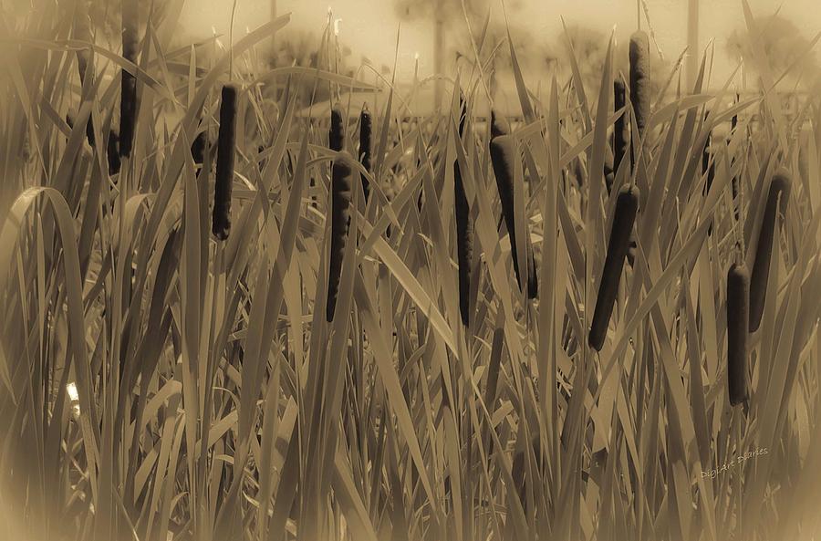 Dreaming of Cattails Photograph by DigiArt Diaries by Vicky B Fuller