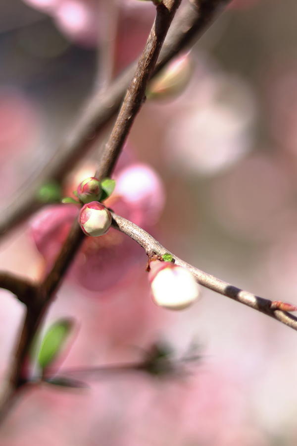Dreaming Of Cherry Buds  Photograph by Carol Montoya
