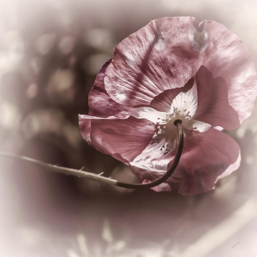 Dreaming of Cosmos by Donna Lee Dreaming of Cosmos by Donna Lee