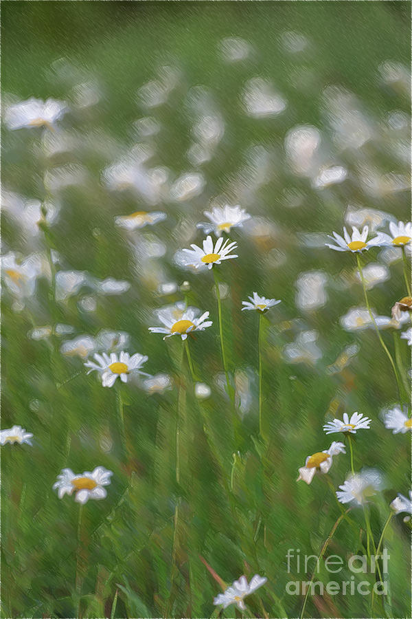 Dreaming of Daisies Photograph by Nicki McManus