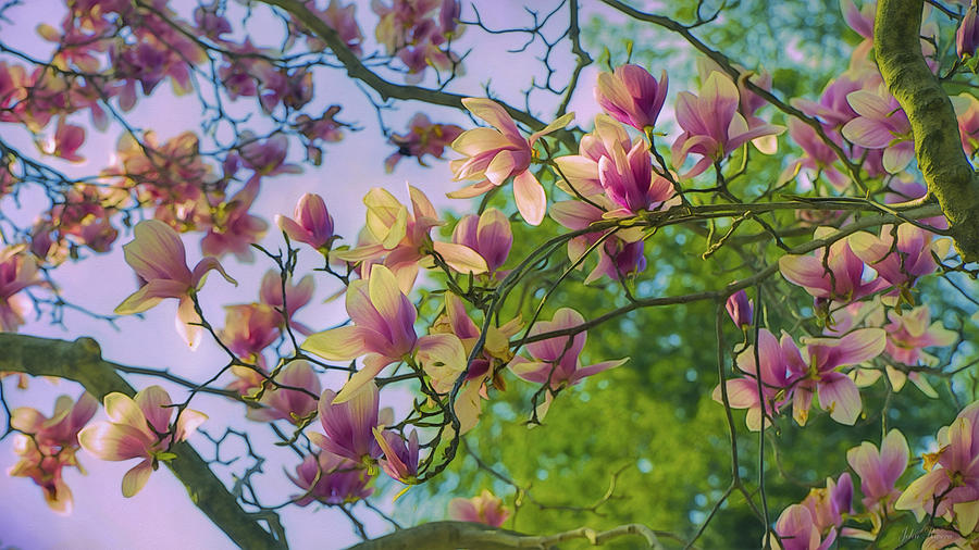 Dreaming of Magnolias Photograph by John Rivera