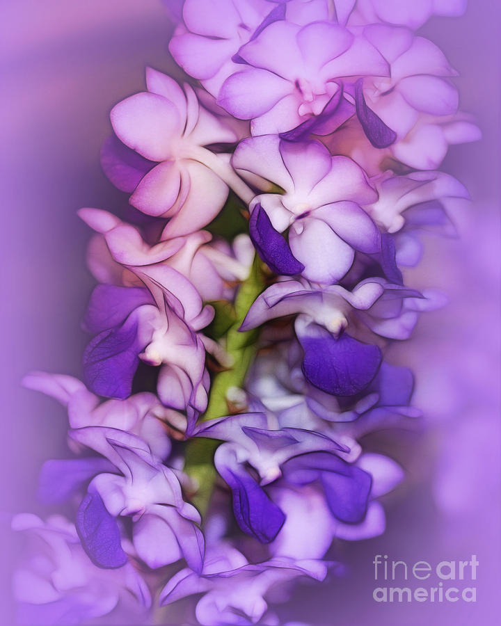 Dreaming of Orchids Photograph by Judi Bagwell