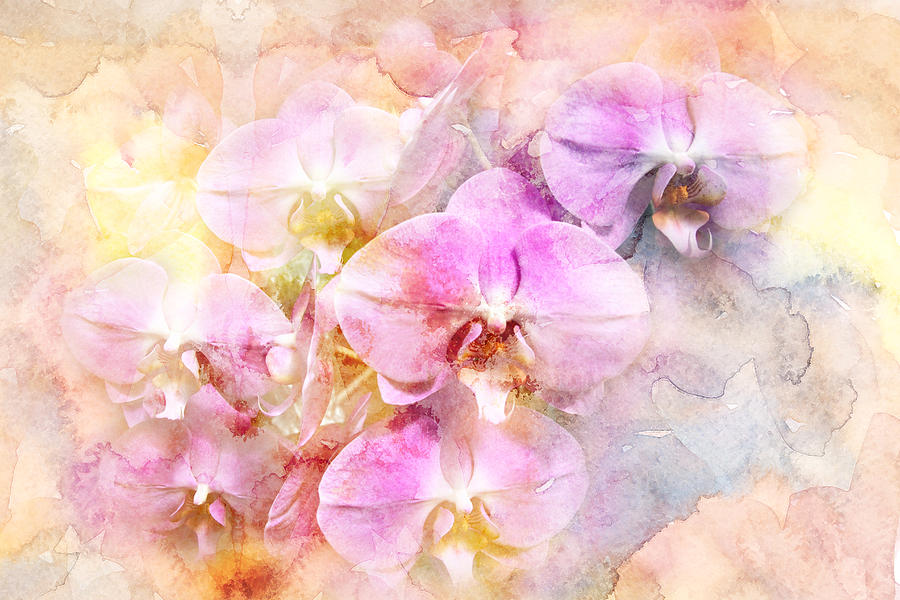Dreaming of Orchids Photograph by Carol Senske
