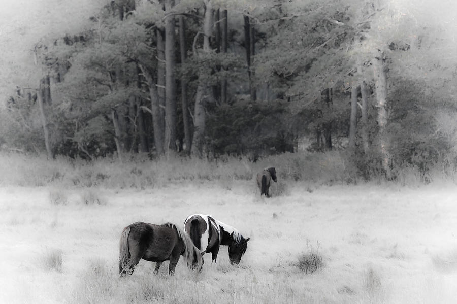 Horse Photograph - Dreaming of Ponies by Irene Abdou
