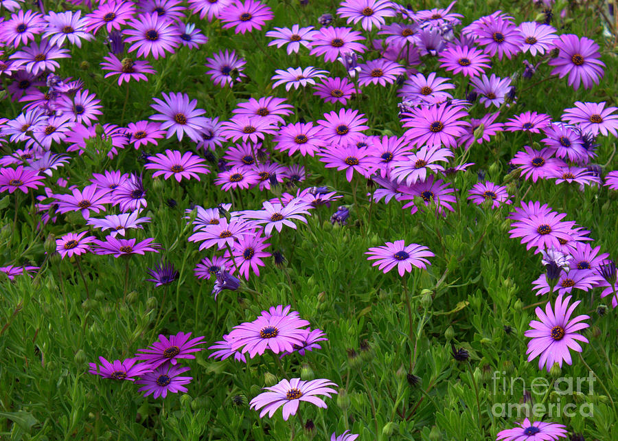 Dreaming of Purple Daisies  Photograph by Carol Groenen