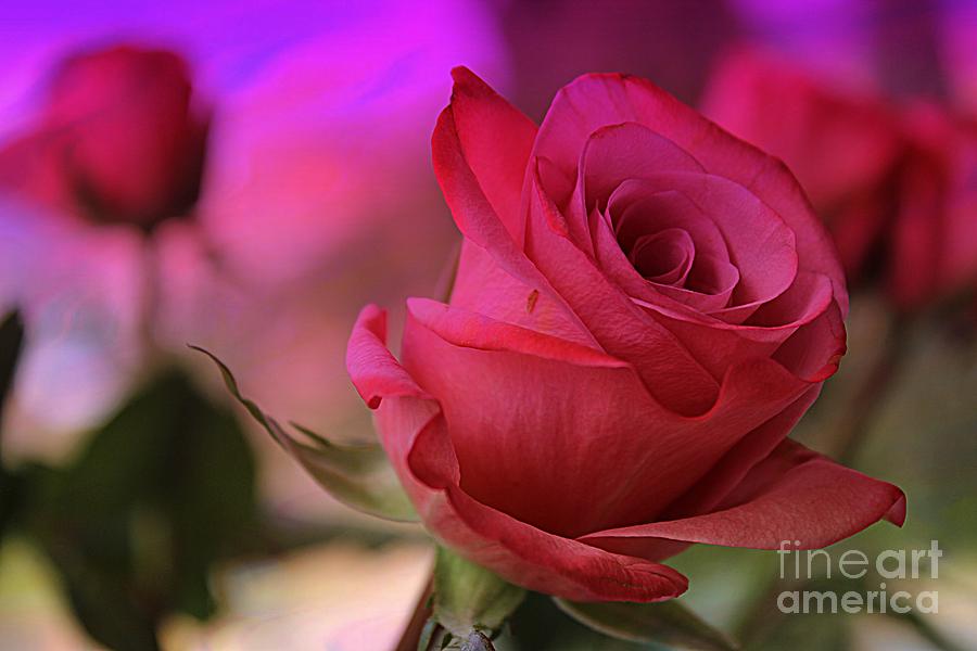 Rose Photograph - Dreaming of Roses by Clare Bevan