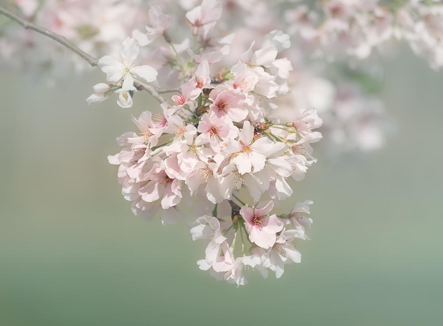 Dreaming of Spring Photograph by Kim Hojnacki