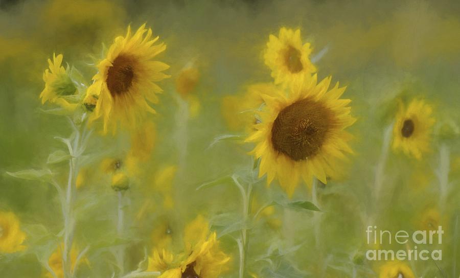 Dreaming of Sunflowers Photograph by Benanne Stiens