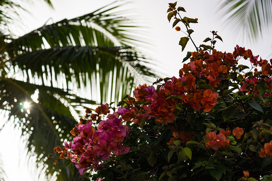 Dreaming of Tropical Gardens - Bougainvilleas and Palm Trees Photograph by Georgia Mizuleva