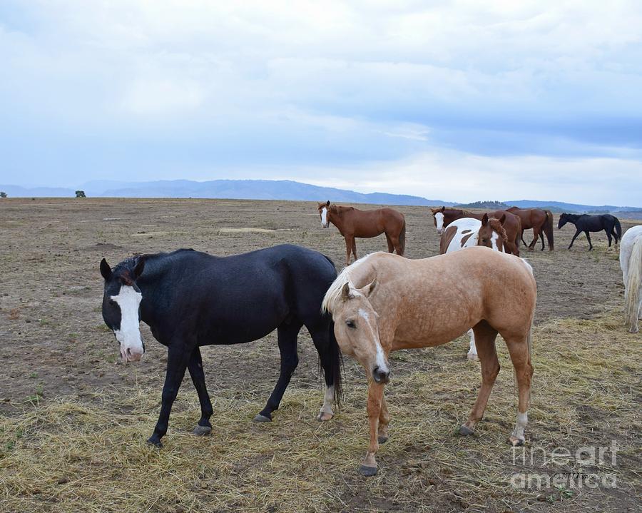 Dreaming Of Wild Horses Photograph by Kathy M Krause