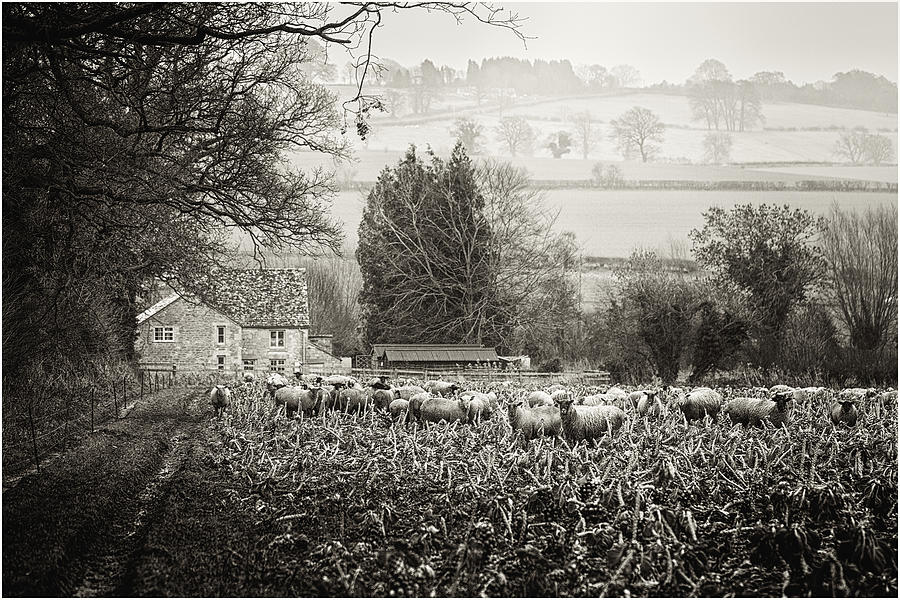Sheep Photograph - Dreaming Pastoral by Wendy Chapman