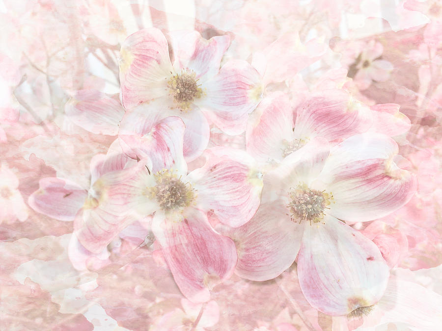 Dreaming Pink Photograph by Arlene Carmel