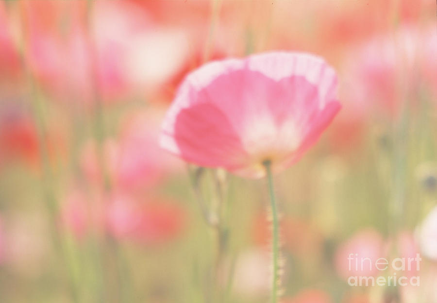 Dreaming Poppies 2 Photograph by Jill Greenaway