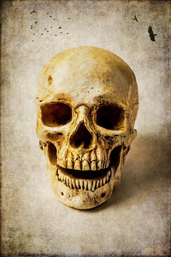 Dreaming Skull Photograph by Garry Gay