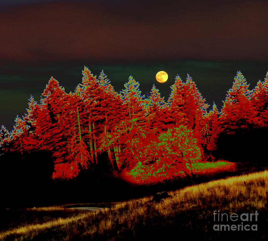 Dreaming Tree Moon Photograph by JoAnn SkyWatcher