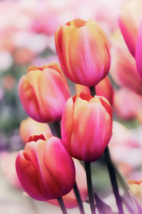 Tulip Photograph - Dreaming Tulips by Jessica Jenney