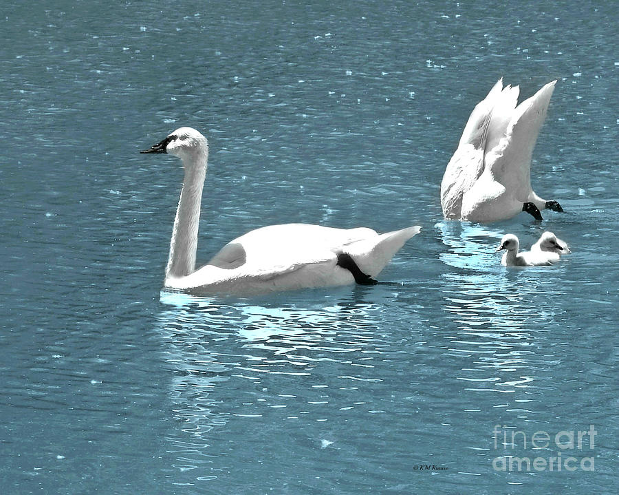 Dreaming With Swans Photograph by Kathy M Krause
