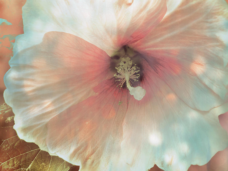 Dreamlike Hibiscus Photograph by Shawna Rowe