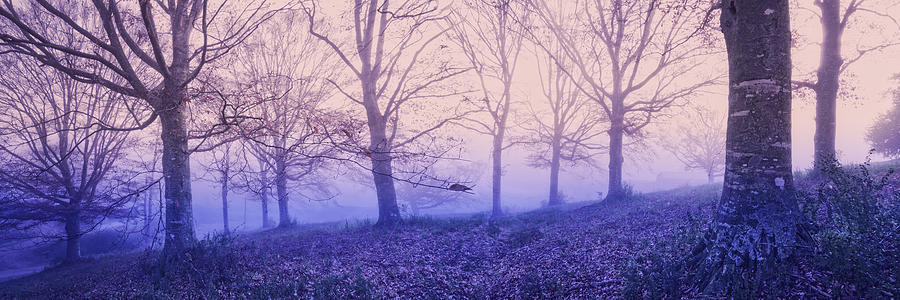 Dreams in the Mist Photograph by Debra and Dave Vanderlaan