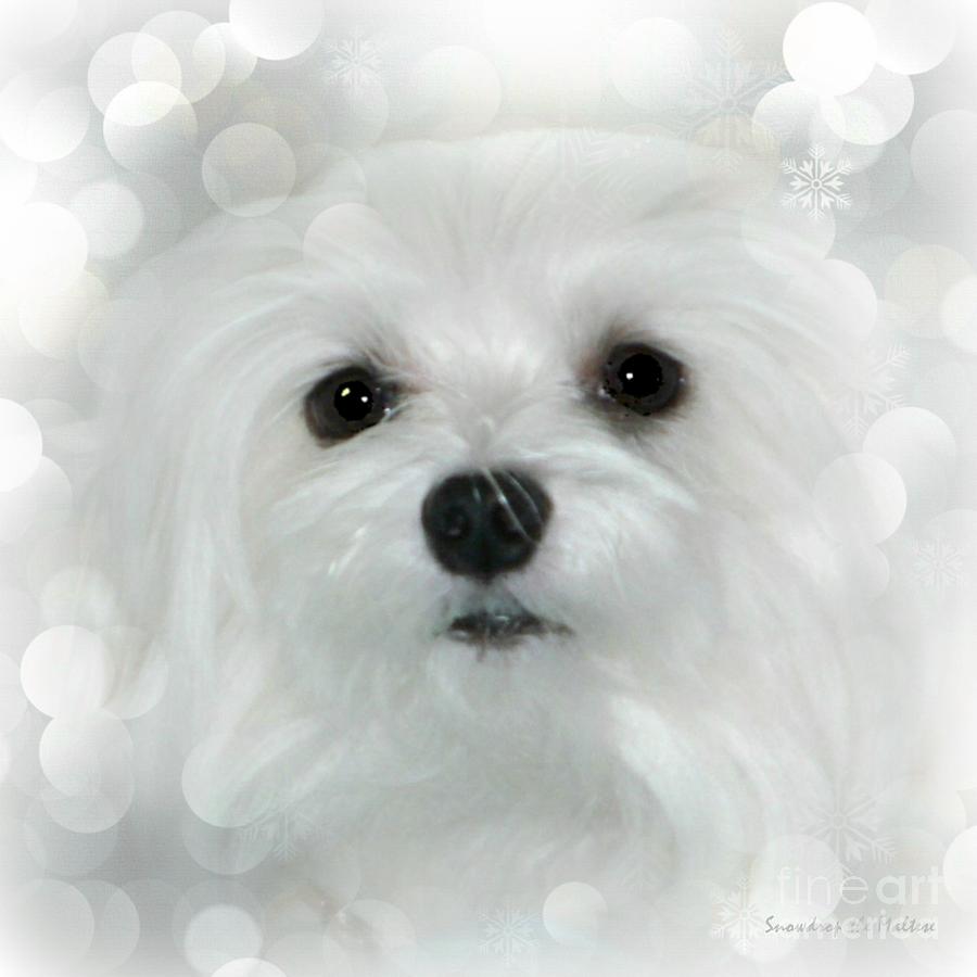 Dog Photograph - Dreams in White by Morag Bates