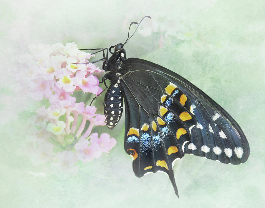 Dreams of a Black Swallowtail Butterfly Photograph by David and Carol Kelly
