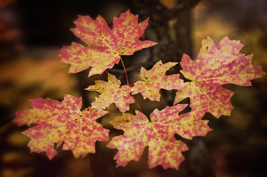 Dreams of Autumn  Photograph by Saija Lehtonen