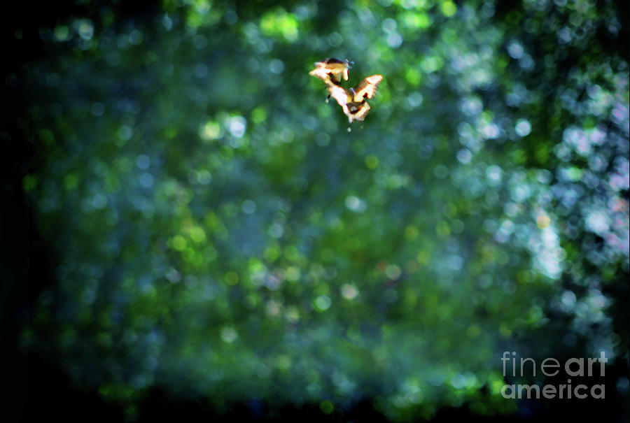Dreams of Butterflies Photograph by Karen Adams