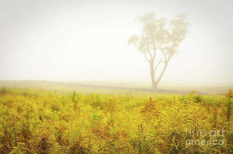 Dreams of Goldenrod and Fog Rural Nature / Landscape Photograph Photograph by PIPA Fine Art - Simply Solid