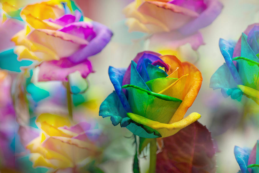 Rose Photograph - Dreams of Rainbow Rose by Jenny Rainbow