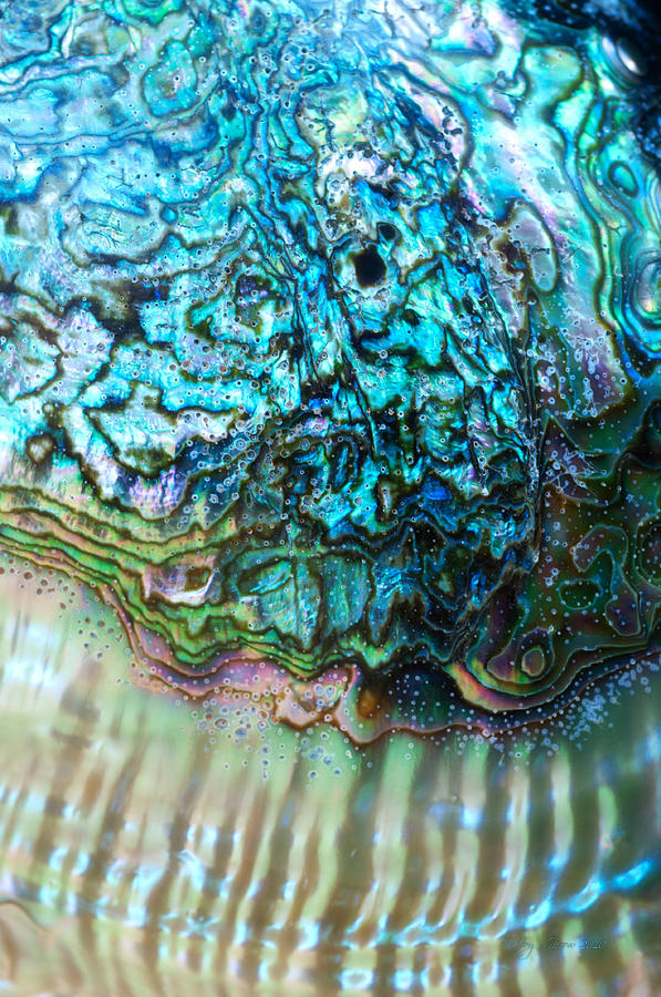 Abalone Shell Photograph - Dreams of the Sea Nourish Thee by Joy Gerow