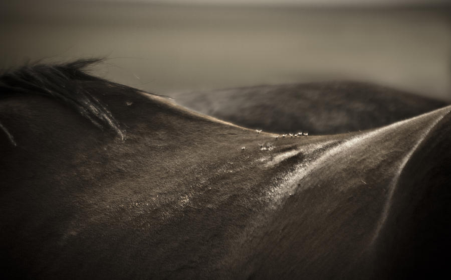 HorseScape Photograph by Catherine Sobredo