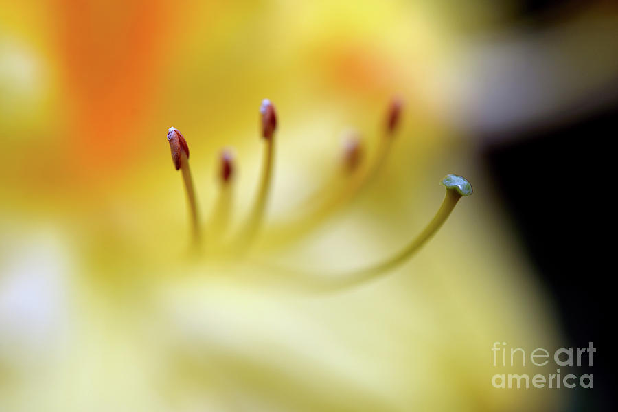 Dreamscape Flowers - Azalea 1 Photograph by Terry Elniski