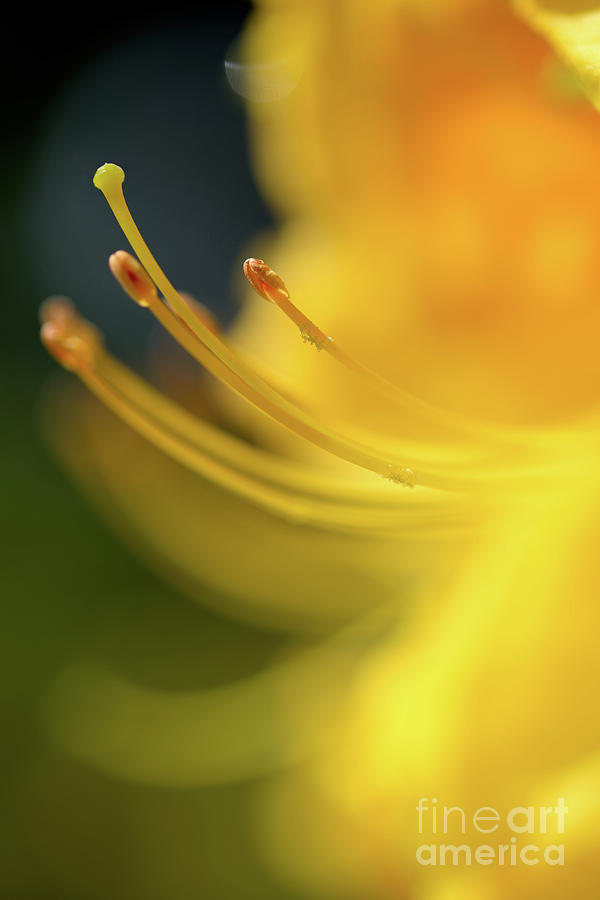 Dreamscape Flowers - Azalea 11 Photograph by Terry Elniski