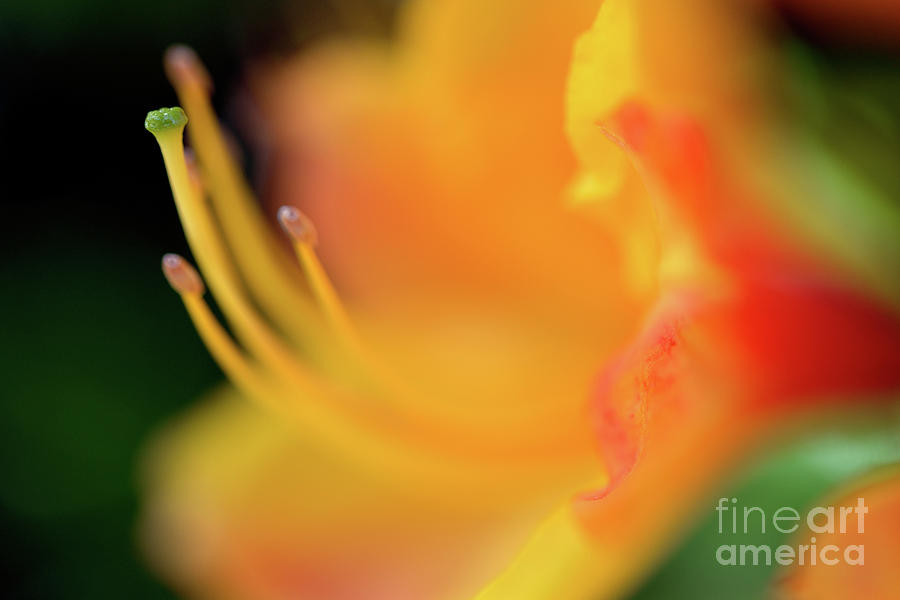 Dreamscape Flowers - Azalea 14 Photograph by Terry Elniski