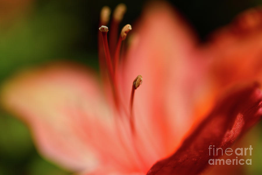 Dreamscape Flowers - Azalea 17 Photograph by Terry Elniski