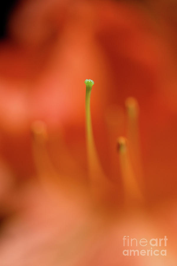 Dreamscape Flowers - Azalea 19 Photograph by Terry Elniski