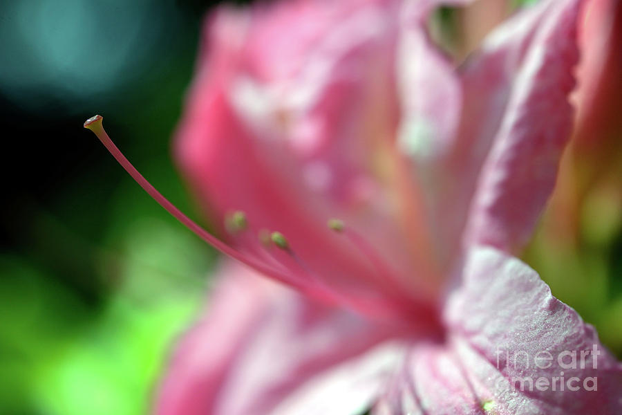 Dreamscape Flowers - Azalea 20 Photograph by Terry Elniski