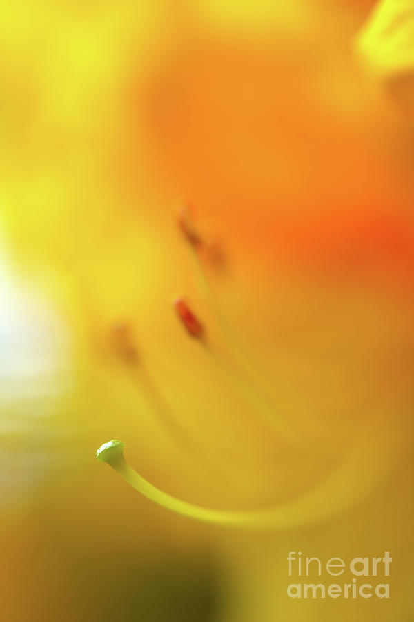Dreamscape Flowers - Azalea 3 Photograph by Terry Elniski