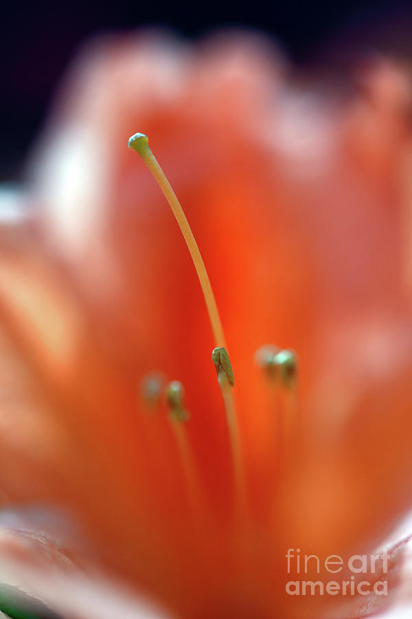 Dreamscape Flowers - Azalea 4 Photograph by Terry Elniski