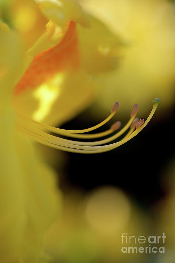 Dreamscape Flowers - Azalea 6 Photograph by Terry Elniski