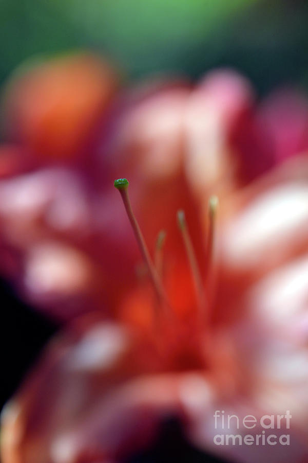 Dreamscape Flowers - Azalea 8 Photograph by Terry Elniski