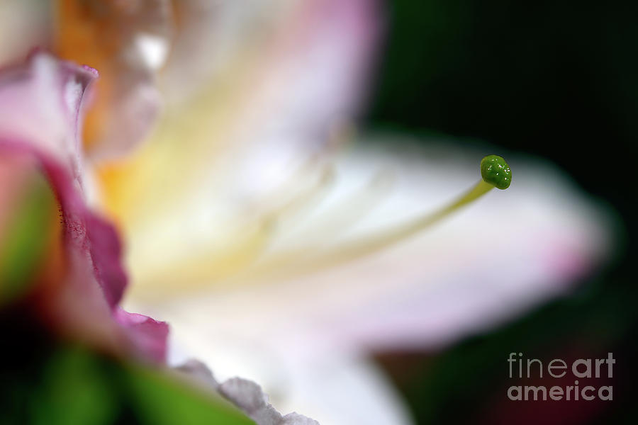 Dreamscape Flowers - Azalea 9 Photograph by Terry Elniski