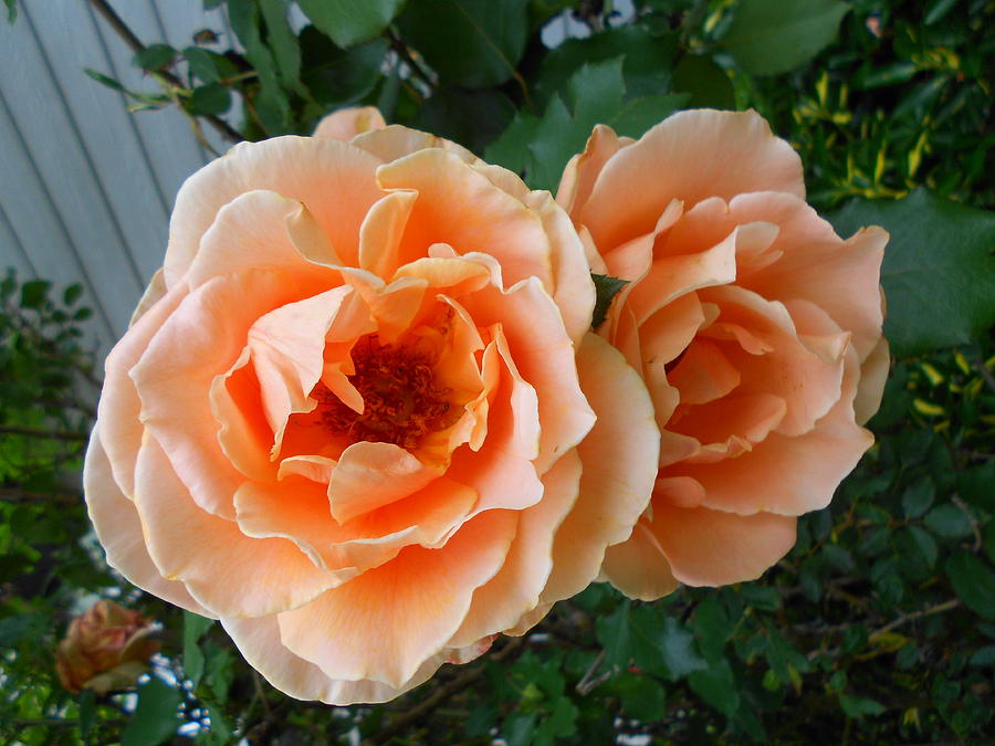 Dreamsicle Roses Photograph by Cynthia Westbrook