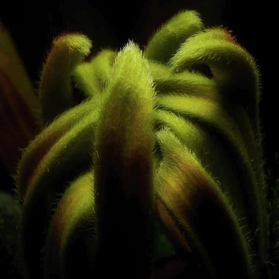 Dreamy #204 by Alexander Svetlov Dreamy #204 by Alexander Svetlov
